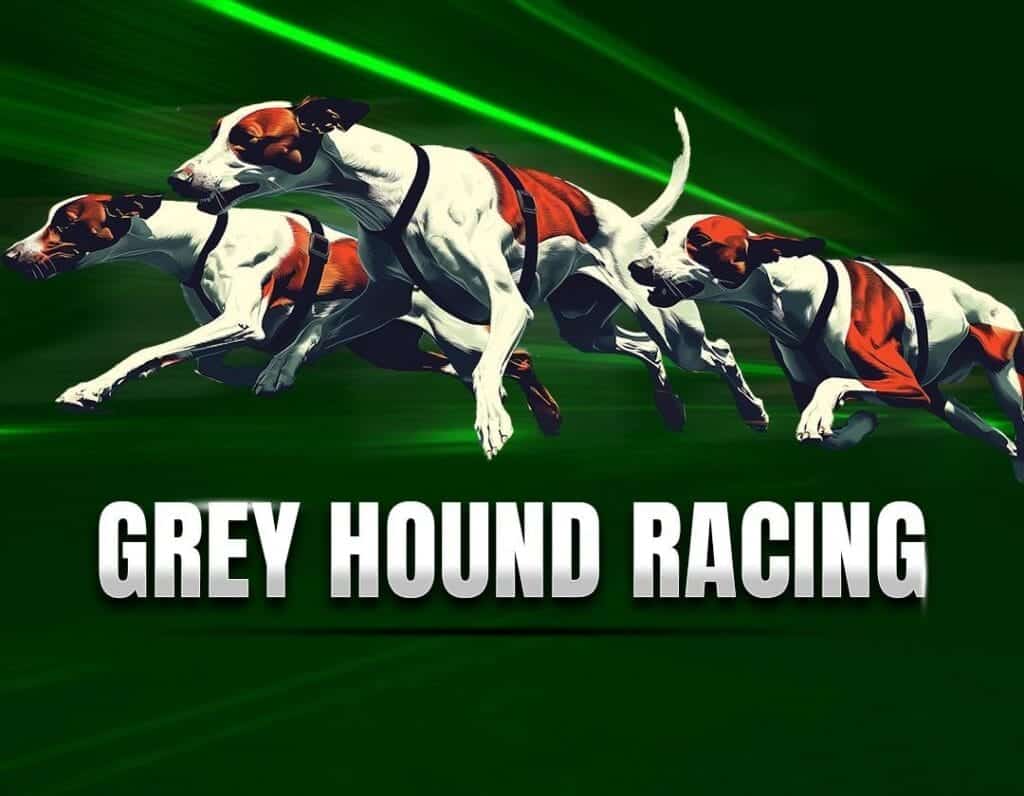 grey-hound-racing-img